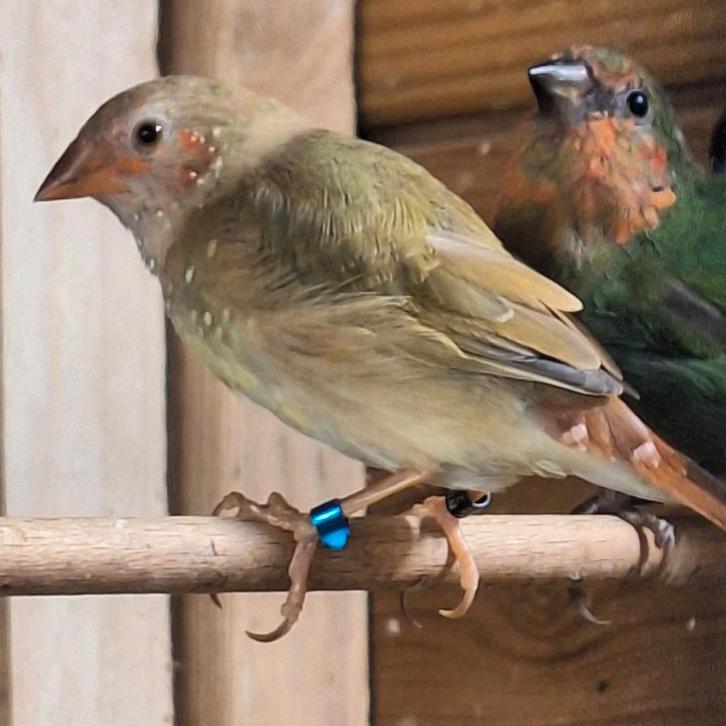 8x binsen astrilde, Dieren en Toebehoren, Vogels | Overige Vogels, Meerdere dieren, Geringd