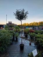 Olijfwilg op stam, Bloeit niet, Overige soorten, 100 tot 250 cm, Ophalen