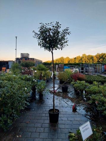 Olijfwilg op stam beschikbaar voor biedingen
