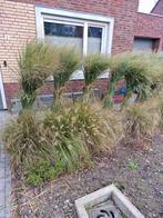 prachtig hoog siergras Panicum Northwind grote pollen, Ophalen, Volle zon, Vaste plant, Siergrassen