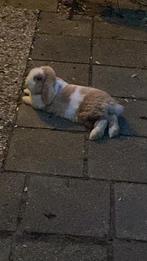 Voedster gezocht, Dieren en Toebehoren, Konijnen, Vrouwelijk