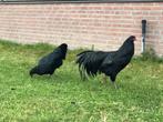 Sumatra kippen koppel (groot), Dieren en Toebehoren, Meerdere dieren, Kip