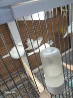 Te koop fife fency, Dieren en Toebehoren, Vogels | Kanaries, Mannelijk, Kleurkanarie