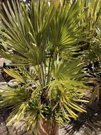 Chamaerops humilis vulcano, Tuin en Terras, Ophalen of Verzenden, Minder dan 100 cm, Zomer, Palmboom