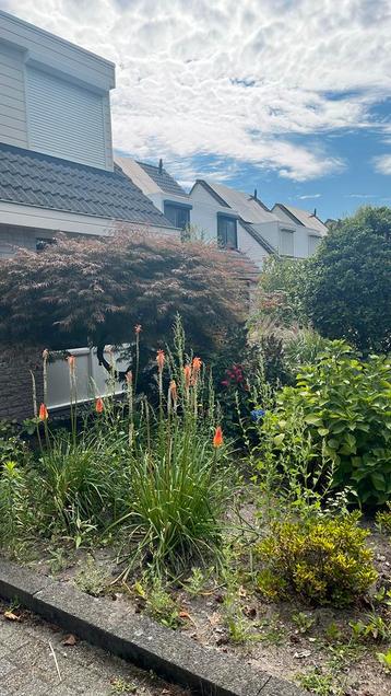 Diverse planten, hagen en struiken beschikbaar voor biedingen