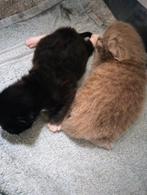 Twee mooie Ragdoll kittens geboren, Ontwormd, Meerdere dieren, 0 tot 2 jaar