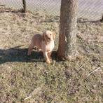 Raszuivere labrador reutje  met stamboom vos rood, Dieren en Toebehoren, Meerdere, 8 tot 15 weken, Labrador retriever, Reu