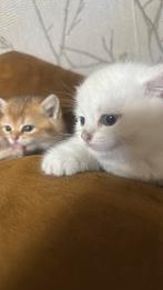 Britse Korthaar katten, Dieren en Toebehoren, Katten en Kittens | Overige Katten, Geslacht onbekend, Kortharig, 0 tot 2 jaar