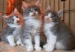 Raszuivere Noorse Boskat kittens zoeken fijn en warm thuis, Poes, 0 tot 2 jaar