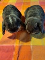 Nederlandse hangoordwergjes blauw en blauw bont, Dieren en Toebehoren, Vrouwelijk, Dwerg, Hangoor, 0 tot 2 jaar