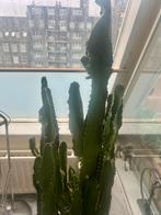 Grote Euphorbia cactus in pot, Ophalen, Halfschaduw, 150 tot 200 cm, Groene kamerplant