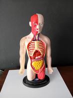 Menselijk Torso, Ophalen of Verzenden, Zo goed als nieuw, Mens