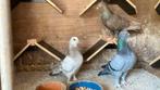 Figurita duiven verschillende kleuren., Dieren en Toebehoren, Vogels | Duiven, Meerdere dieren, Overige soorten