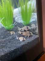 Corydoras panda €3.75 per stuk & 10 voor €34.50, Dieren en Toebehoren, Vissen | Aquariumvissen, Vis, Zoetwatervis, Schoolvis