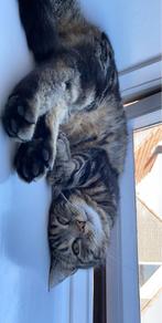 Kiko (poes, 7 jaar), 6 jaar of ouder