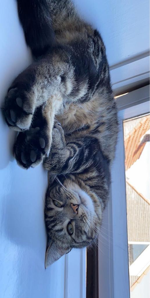 Kiko (poes, 7 jaar), Dieren en Toebehoren, Katten en Kittens | Dekkaters, 6 jaar of ouder