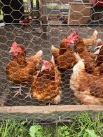 Legkippen hennen, Dieren en Toebehoren, Pluimvee, Vrouwelijk, Kip