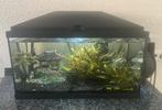Aquarium 60 liter compleet, Dieren en Toebehoren, Ophalen, Zo goed als nieuw, Gevuld zoetwateraquarium