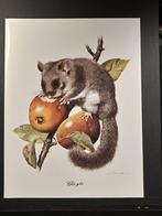 Relmuis of Zevenslaper, 1960 tot 1980, Verzenden, Zo goed als nieuw, Dier