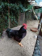 Fokhaan rhode island red kriel tentoonstelling kwaliteit., Mannelijk, Kip
