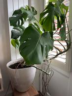 Monstera plant met bloempot, Rond, Binnen, Zo goed als nieuw, Aardewerk
