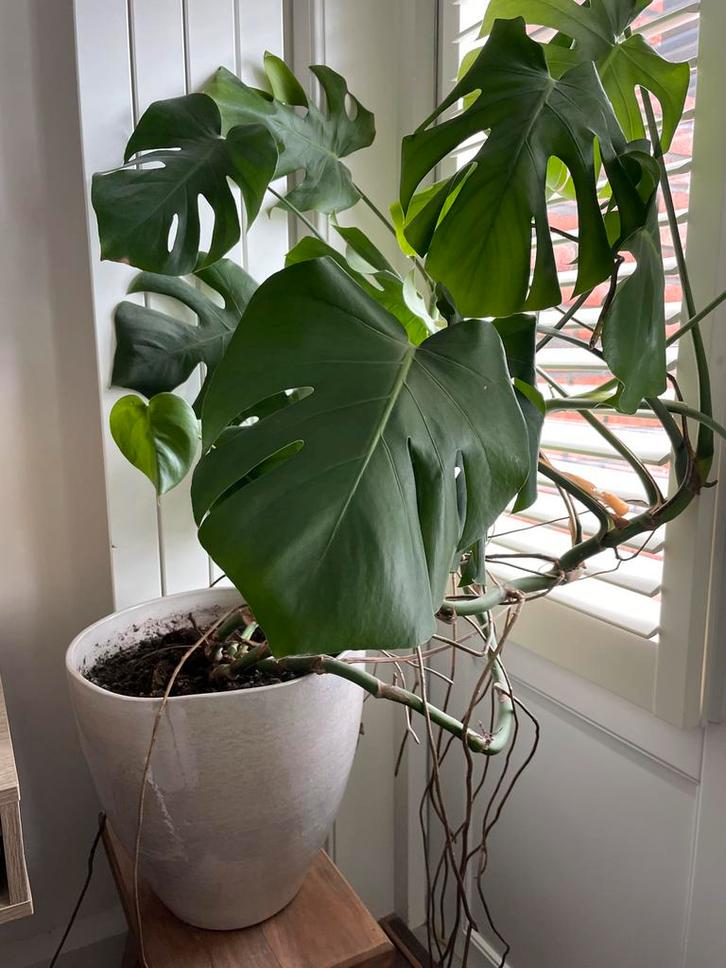 Monstera plant met bloempot, Tuin en Terras, Bloempotten, Zo goed als nieuw, Aardewerk, Binnen, 40 tot 70 cm, 25 tot 40 cm, Rond