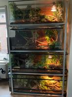 Verschillende slangen + terraria te koop, Dieren en Toebehoren, Reptielen en Amfibieën | Toebehoren, Ophalen, Zo goed als nieuw