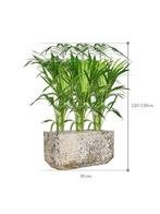 HUUR KAMERPLANTEN IN POT – Voor beurs, event, congres, feest, Ophalen of Verzenden, Overige