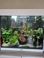 Gezocht mooie vissen voor mijn Lido 120, Dieren en Toebehoren, Vissen | Aquariumvissen, Vis
