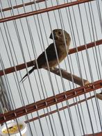 Twatwa jongman maximiliani, Dieren en Toebehoren, Vogels | Overige Vogels, Mannelijk, Tropenvogel