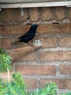 Braziliaanse blauwe bisschoppen 23-24, Dieren en Toebehoren, Vogels | Overige Vogels, Meerdere dieren