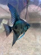 Maanvissen Bleu Pinoy Paraiba / Green Pinoy, Dieren en Toebehoren, Vissen | Aquariumvissen, Vis