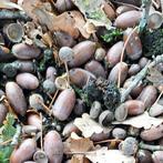 Eikels - Lekkernij voor Varkens!, Dieren en Toebehoren, Ophalen, Overige soorten