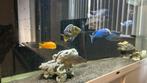 Aquarium met 12 Chicliden 280L, Dieren en Toebehoren, Vissen | Aquaria en Toebehoren, Ophalen, Gebruikt, Gevuld zoetwateraquarium