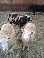Twee schapen rammen voor straks bij de ooien, Dieren en Toebehoren, Schapen, Geiten en Varkens, Vrouwelijk, Schaap