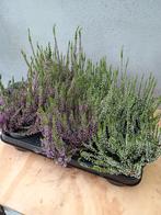 Te koop diverse heide planten, Tuin en Terras, Planten | Tuinplanten, Ophalen, Overige soorten, Volle zon