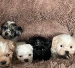 Maltipoo pups  prachtige lieve pups, Dieren en Toebehoren, Overige rassen, 8 tot 15 weken, CDV (hondenziekte), Meerdere