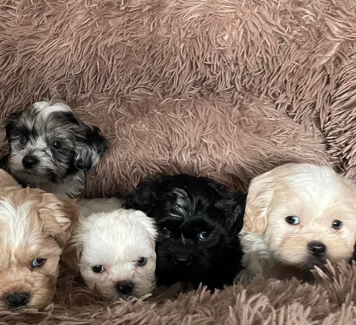 Maltipoo pups  prachtige lieve pups, Dieren en Toebehoren, Honden | Chihuahua's en Gezelschapshonden, Meerdere dieren, Overige rassen