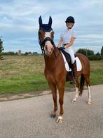 Zadelmak maken, Dieren en Toebehoren, Stalling en Weidegang, Stalling