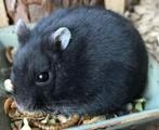 Goudhamster zwart handtam, Dieren en Toebehoren, Hamster, Juni, Mannelijk, Tam