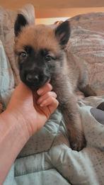 Duitse herder X Mechelse herder pups, Dieren en Toebehoren, Honden | Herdershonden en Veedrijvers, CDV (hondenziekte), 8 tot 15 weken