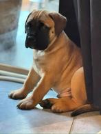Bullmastiff, België, Particulier, 8 tot 15 weken, Parvo