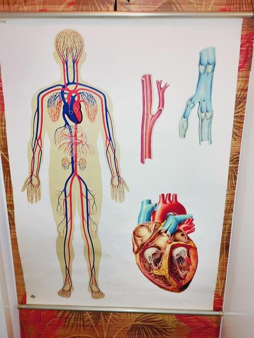 Vintage anatomie vinyl platen uit Dresden en Stuttgart 1950, Antiek en Kunst, Antiek | Schoolplaten, Natuur en Biologie, Ophalen of Verzenden