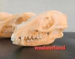 4x schedels Wasbeerhond taxidermie - skelet, geraamte, skull, Ophalen of Verzenden, Wild dier, Schedel