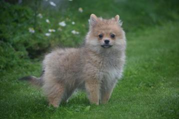 Dwergkees, pomeriaan , Spitz ,keeshond pup  beschikbaar voor biedingen
