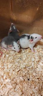 Nog 3 Dumbo rittens, Dieren en Toebehoren, Knaagdieren, Rat, Mannelijk, Tam, Oktober