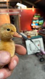Eendenkuikens, Dieren en Toebehoren, Pluimvee, Geslacht onbekend, Eend