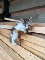 Schattige boerderijkitten(s), Dieren en Toebehoren, Katten en Kittens | Overige Katten, Poes, Kortharig, 0 tot 2 jaar