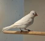 Kanarie, wit, man, Mannelijk, Kleurkanarie