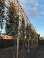 LEIBOMEN ACTIE! leiboom leilinde laurier Olijfwilg steeneik, Tuin en Terras, Planten | Bomen, Ophalen, Volle zon, Overige soorten